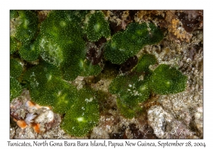 Tunicates