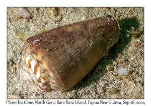 Planorbis Cone