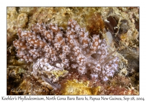 Koehler's Phyllodesmium