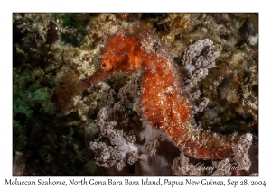 Moluccan Seahorse