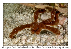 Orangutan Crab