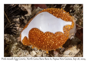 Pink-mouth Egg Cowrie