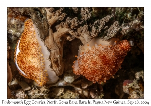 Pink-mouth Egg Cowrie