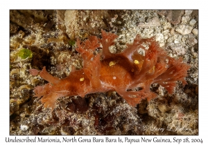 Undescribed Marionia