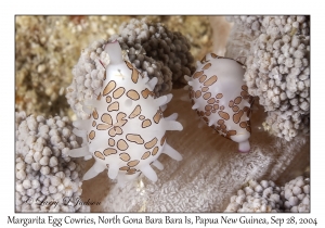 Margarita Egg Cowries