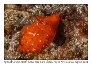 Spotted Cowrie