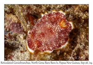 Reticulated Goniobranchus