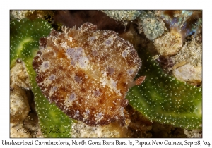 Undescribed Carminodoris