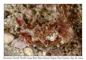Denison's Dorid