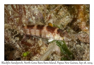 Blackfin Sandperch