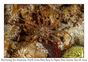 Burrowing Sea Anemone