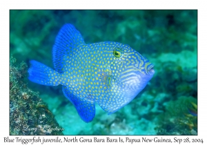Blue Triggerfish juvenile