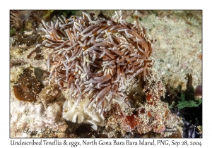 Undescribed Tenellia & eggs