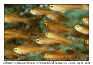 Golden Sweepers