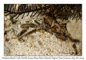 Undescribed Crab