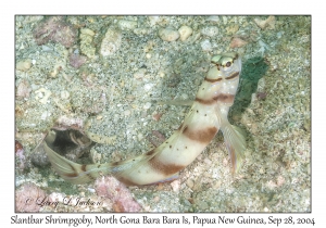 Slantbar Shrimpgoby