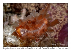 Slug-like Cowrie