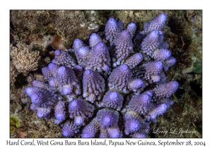 Hard Coral