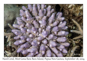 Hard Coral