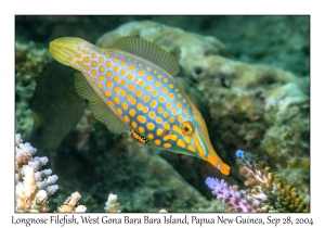 Longnose Filefish
