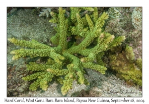 Hard Coral