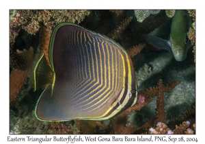 Eastern Triangular Butterflyfish