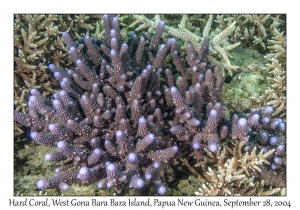 Hard Coral