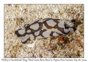 Pilsbry's Headshield Slug