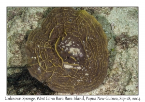 Unknown Sponge