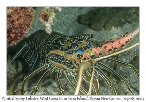 Painted Spiny Lobster