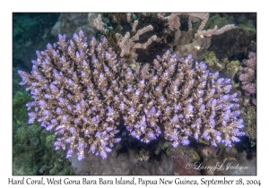 Hard Coral