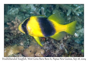 Doublebanded Soapfish