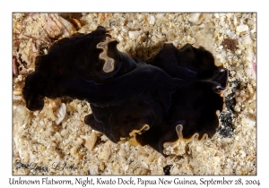 Unknown Flatworm