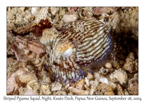 Striped Pyjama Squid