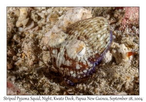 Striped Pyjama Squid