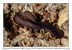 Unknown Flatworm