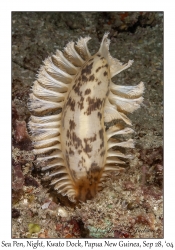 Sea Pen