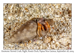 Anemone Hermit Crab