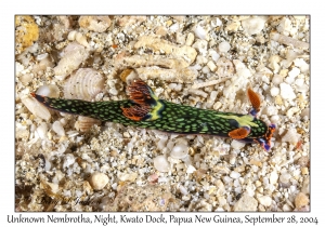 Unknown Nembrotha