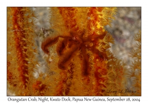 Orangutan Crab