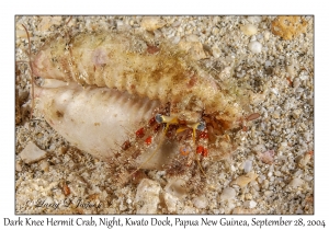 Dark Knee Hermit Crab