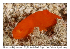 Unadorned Gymnodoris