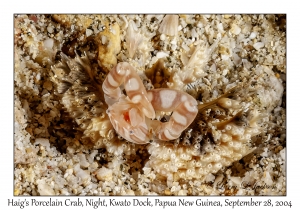Haig's Porcelain Crab