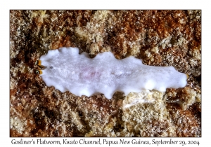 Unknown Flatworm