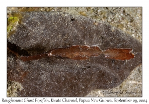 Roughsnout Ghost Pipefish