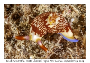 Lined Nembrotha