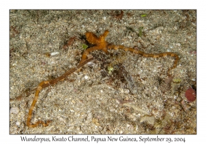 Wunderpus