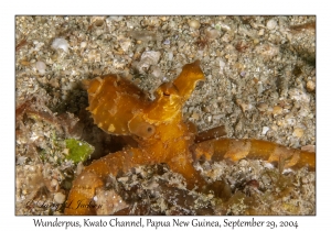 Wunderpus