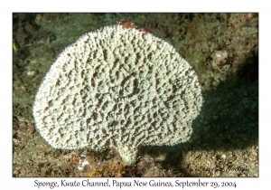 Sponge
