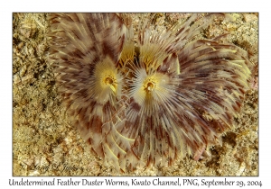 Undetermined Feather Duster Worms